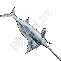 冷凍旗魚Ⅰ
